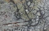 Fossil Orthoceras & Goniatite Plate - Stoneware #57790-1